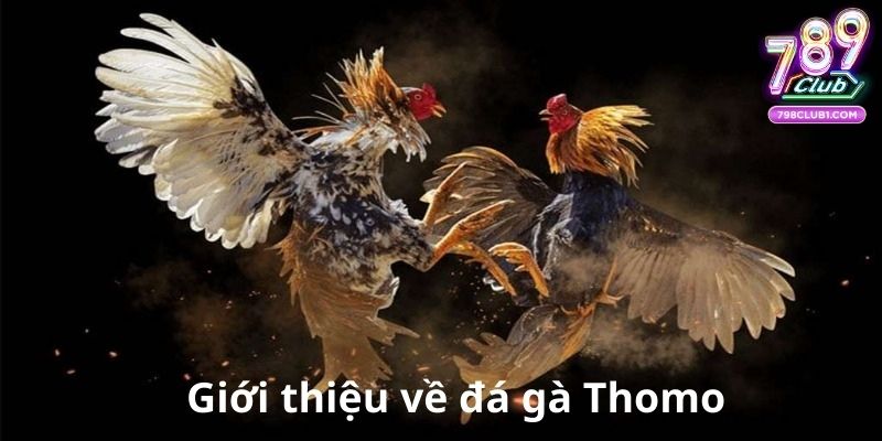 Giới thiệu về đá gà Thomo