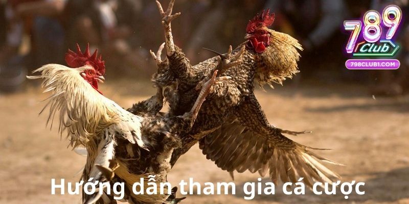 Hướng dẫn tham gia cá cược