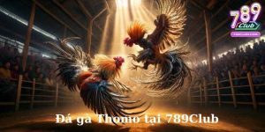 Đá gà Thomo tại 789club