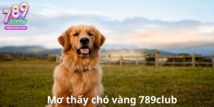 Mơ thấy chó vàng 789club