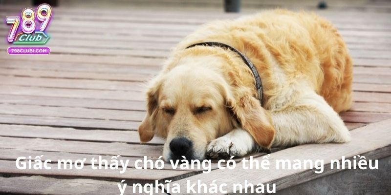 Giấc mơ thấy chó vàng có thể mang nhiều ý nghĩa khác nhau