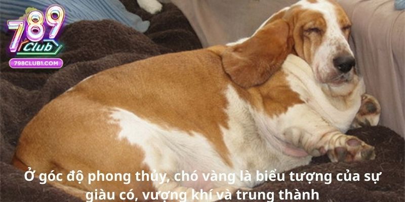 Ở góc độ phong thủy, chó vàng là biểu tượng của sự giàu có, vượng khí và trung thành