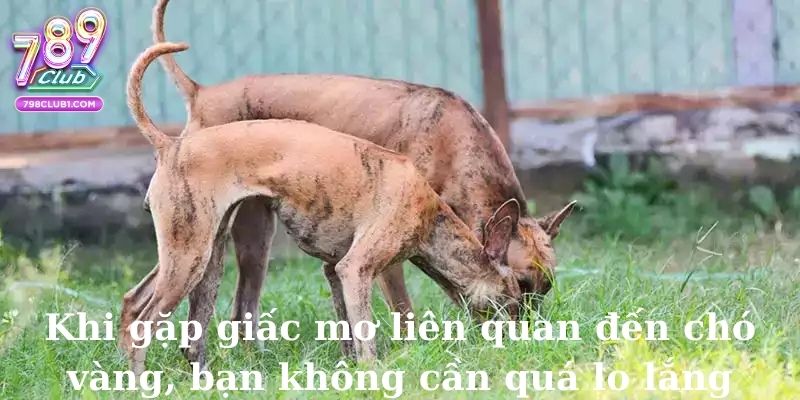 Khi gặp giấc mơ liên quan đến chó vàng, bạn không cần quá lo lắng