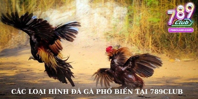 Các loại hình đá gà phổ biến tại 789club