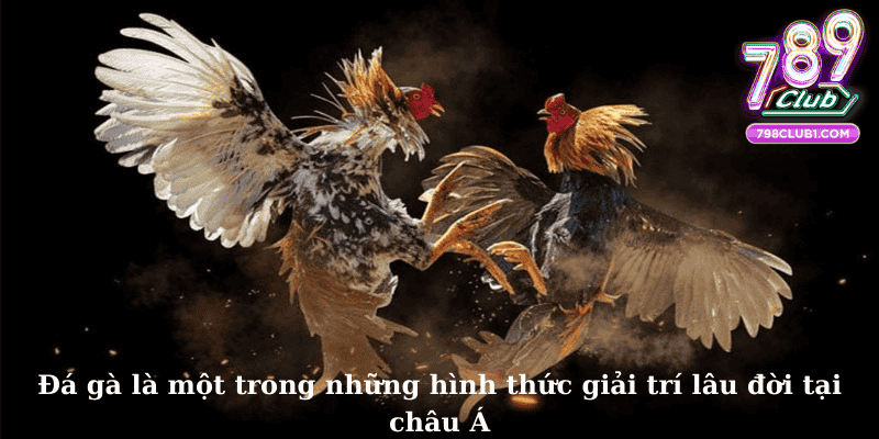 Đá gà là một trong những hình thức giải trí lâu đời tại châu Á